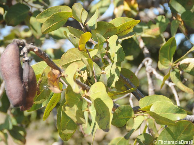 Folhas e fruto