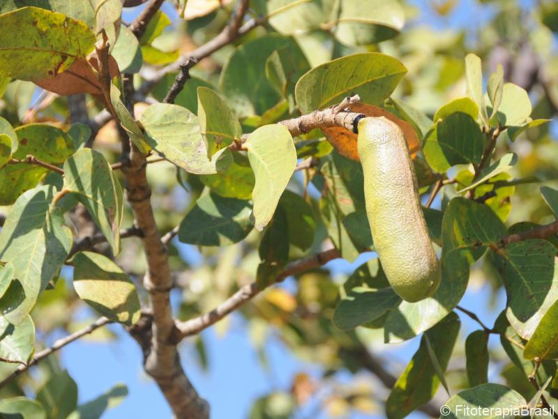Folhas e fruto verde