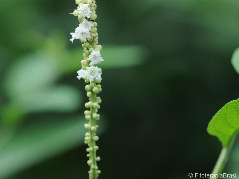 Flores