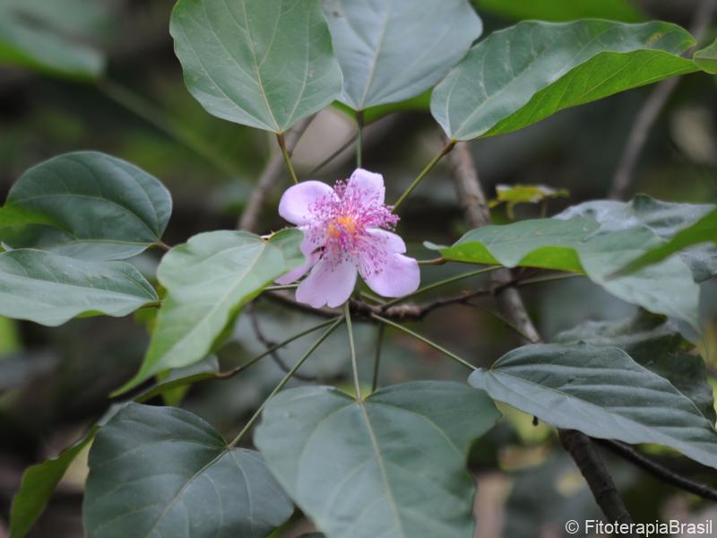 Folhas e flor