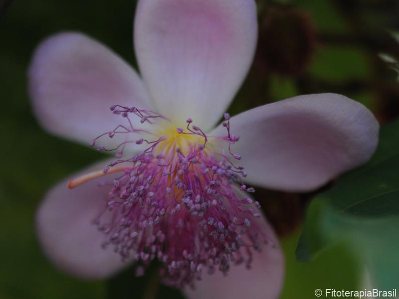 Flor