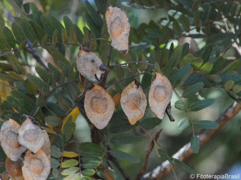 Folhas e frutos