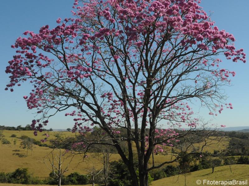 No campo