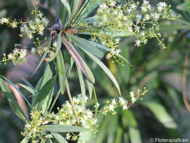 Folhas e flores