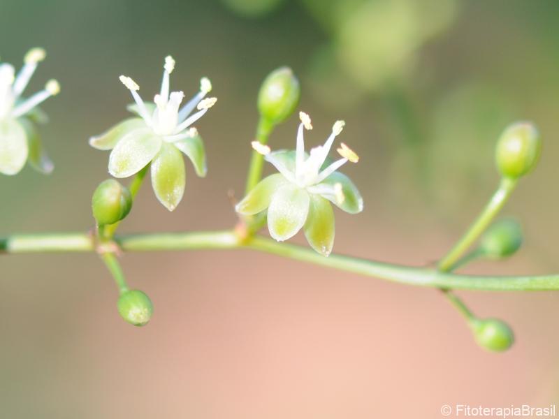 Flores