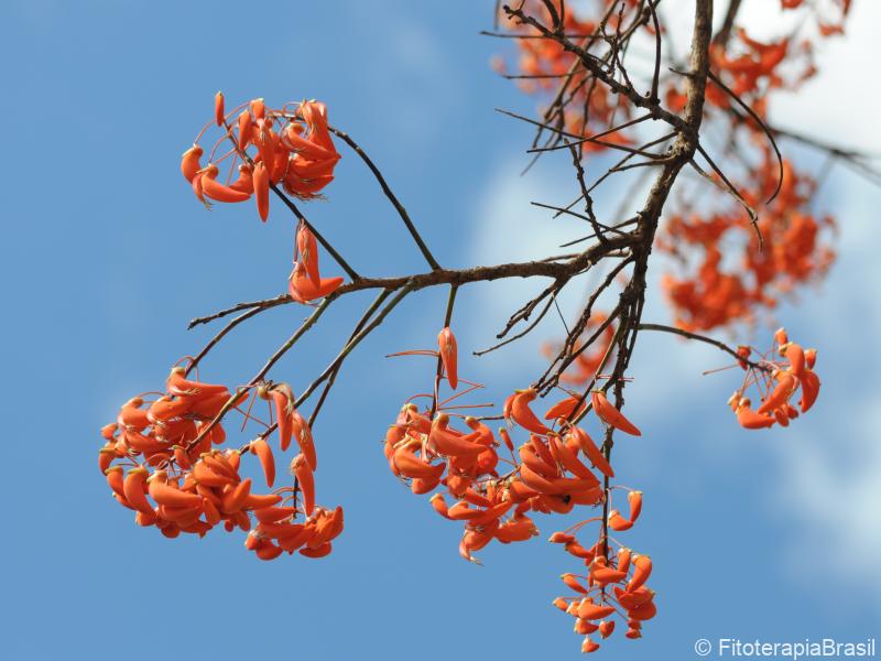 Erythrina mulungu