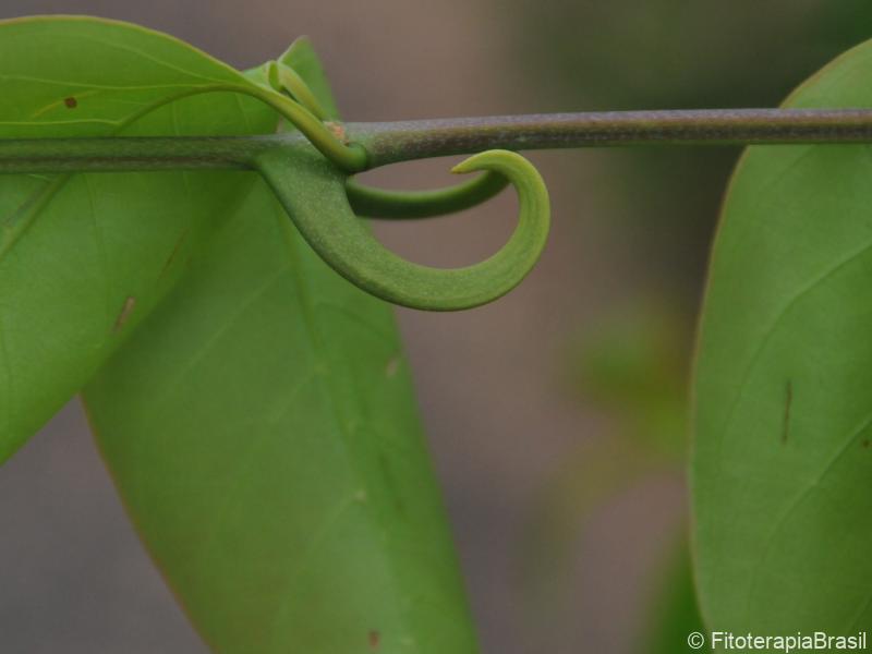 Espinhos