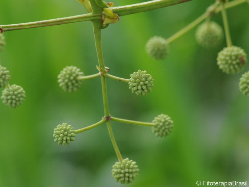 Botões florais
