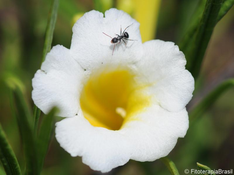 Flor