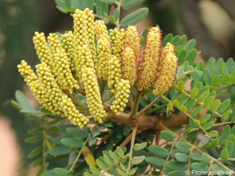 Flor