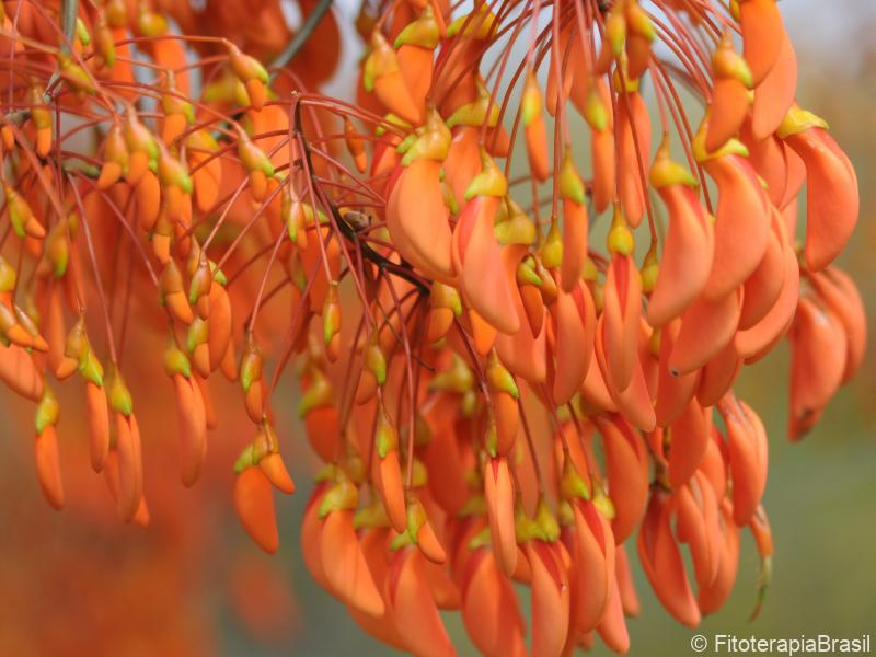 Flores