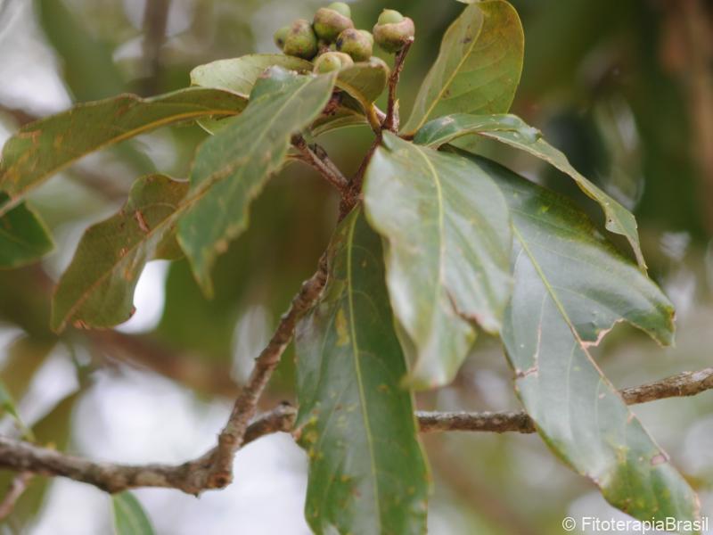 Frutos verdes