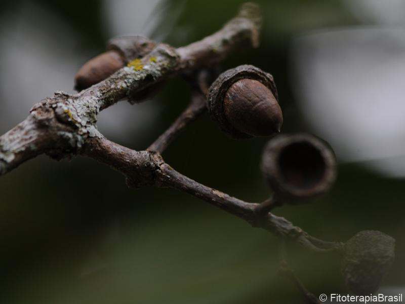 Fruto maduro