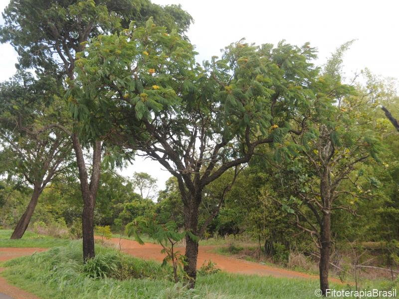 No campo