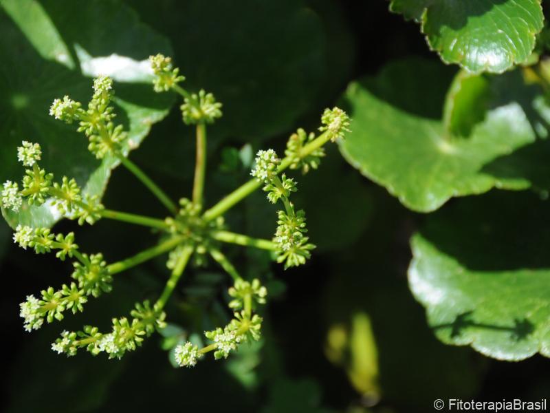 Hydrocotyle umbellata