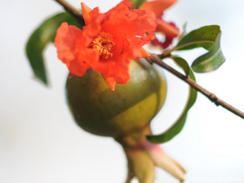 Flor