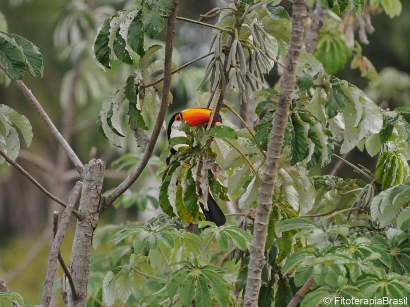 Embaúba e o tucano