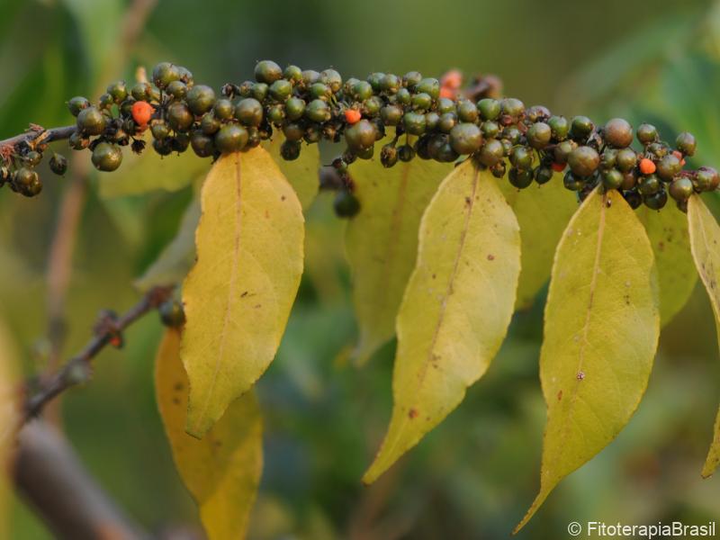Fruto