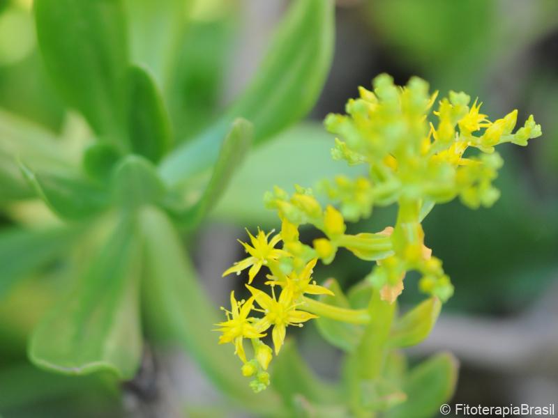 Sedum dendroideum