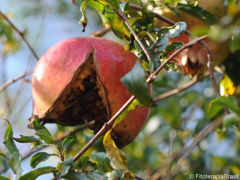 Fruto maduro