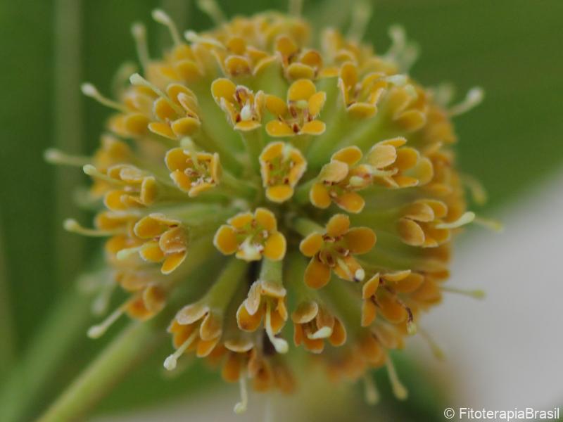 Flores