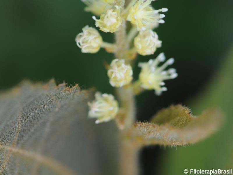 Flor