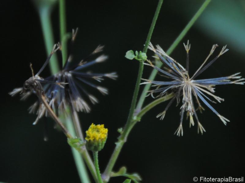 Flores e sementes