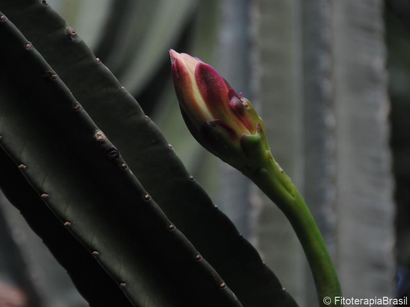 Cereus jamacaru