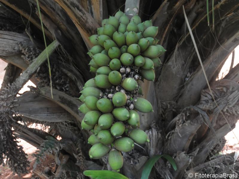 Frutos verdes