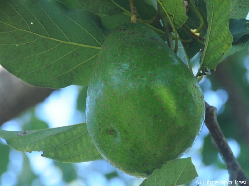Fruto