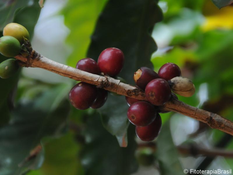 Frutos verdes e maduros