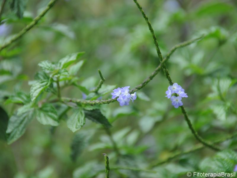 Stachytarpheta cayennensis