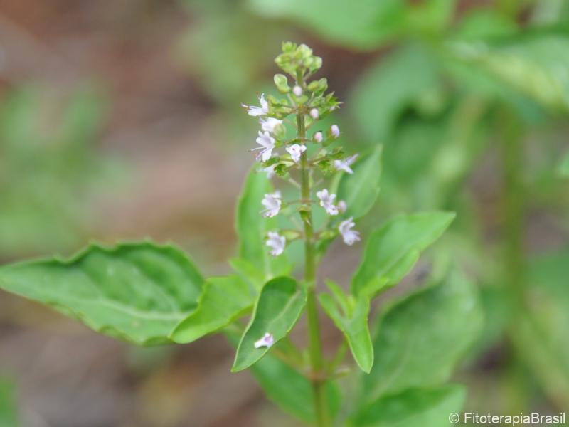 Ocimum selloi