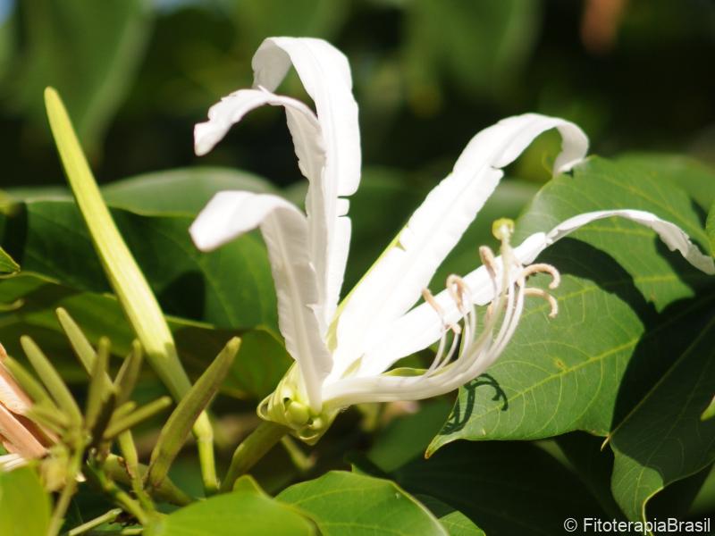 Flor
