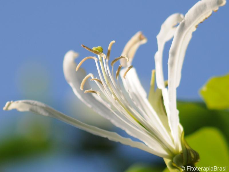 Flor