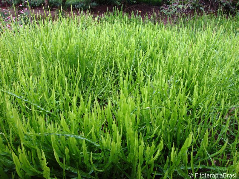 Baccharis trimera
