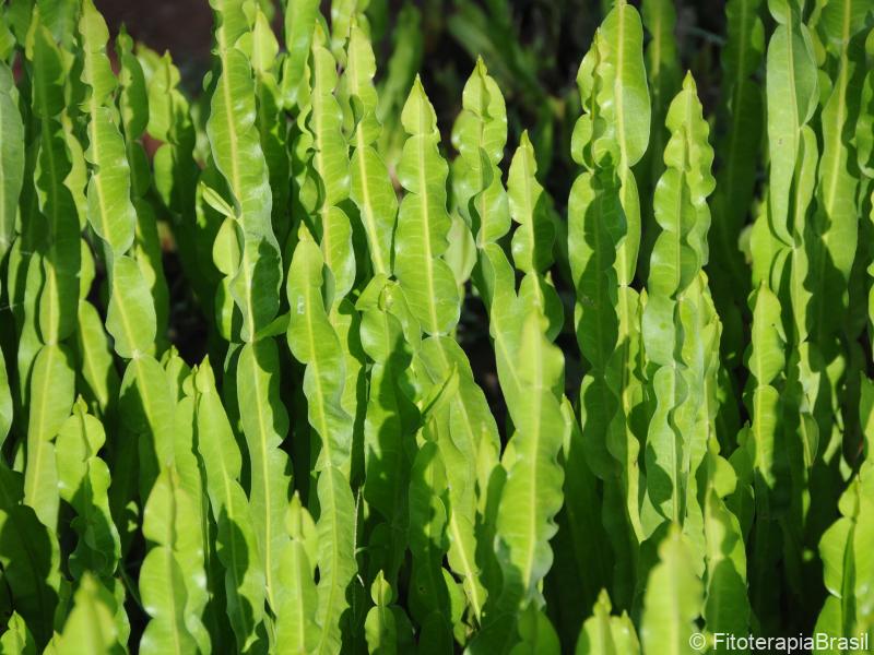 Baccharis trimera