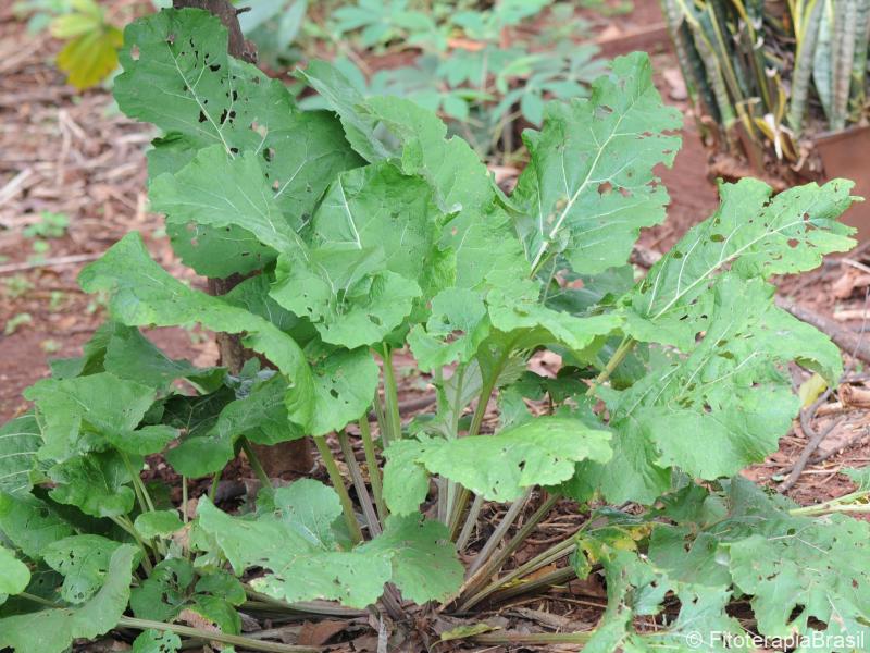 Planta jovem