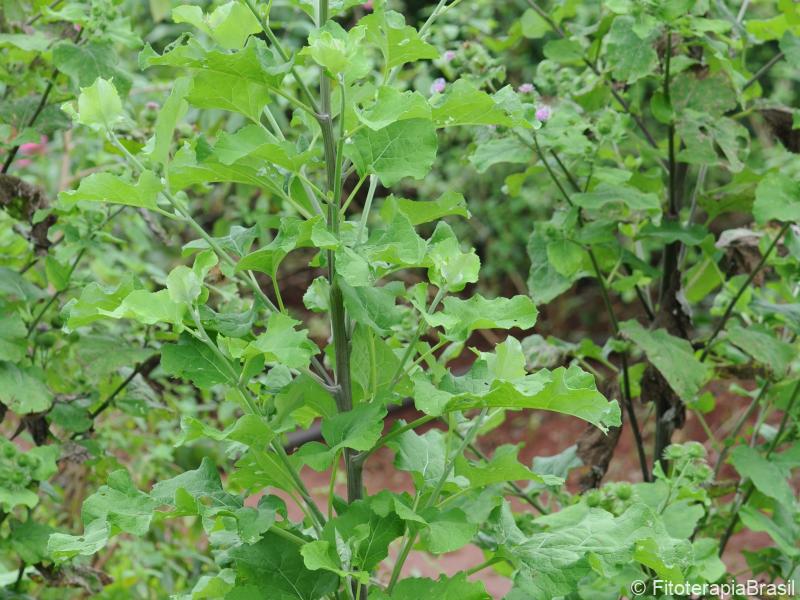 Planta adulta