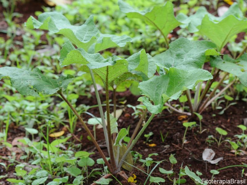 Planta jovem