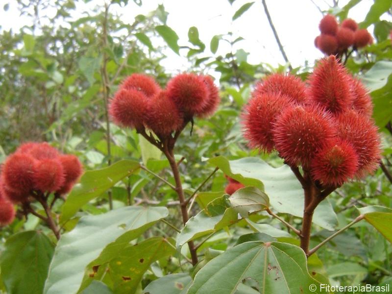 Fruto