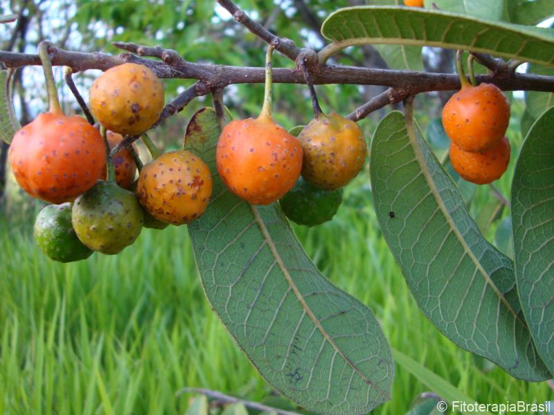 Fruto