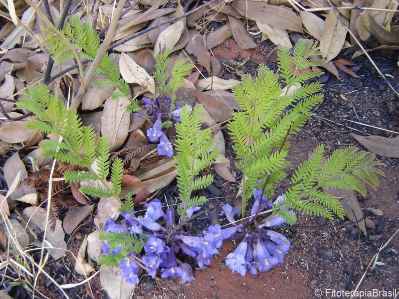 Folhas e flores