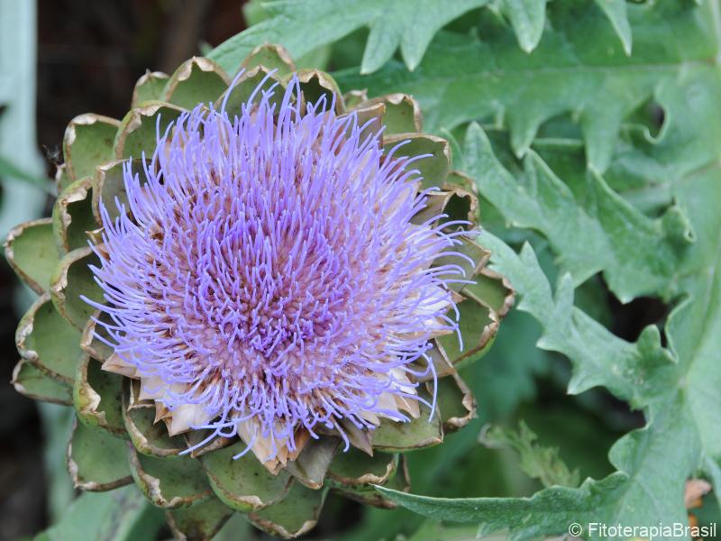 Cynara cardunculus