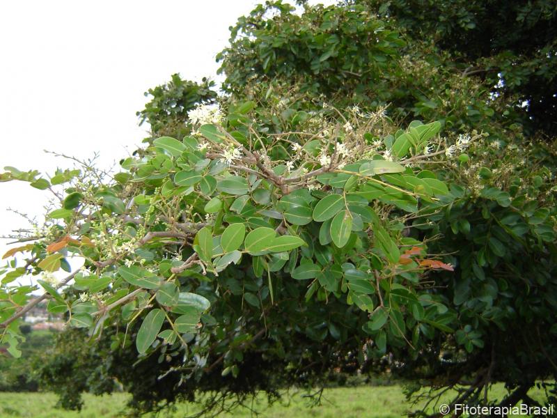 Folha e flor