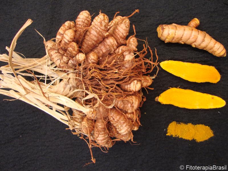 Curcuma longa