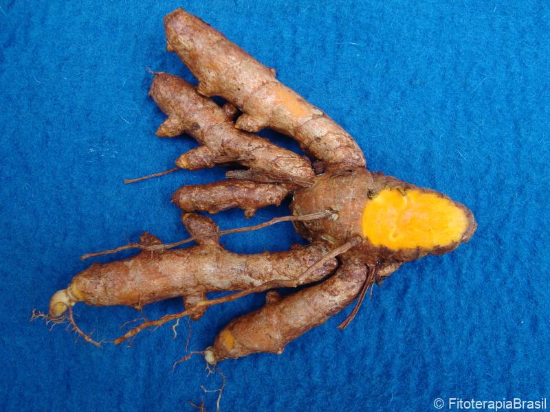 Curcuma longa