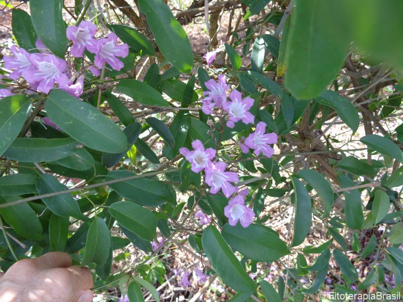 Folhas e flores