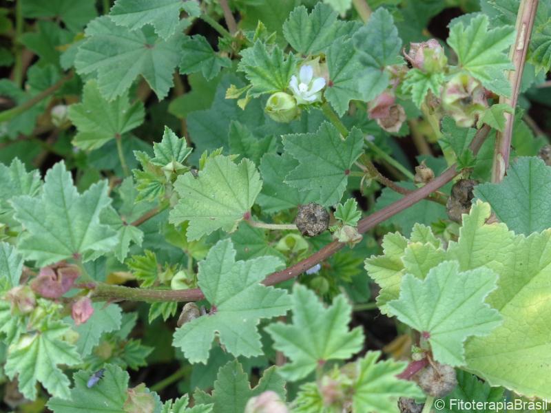 Frutos, folhas, flor