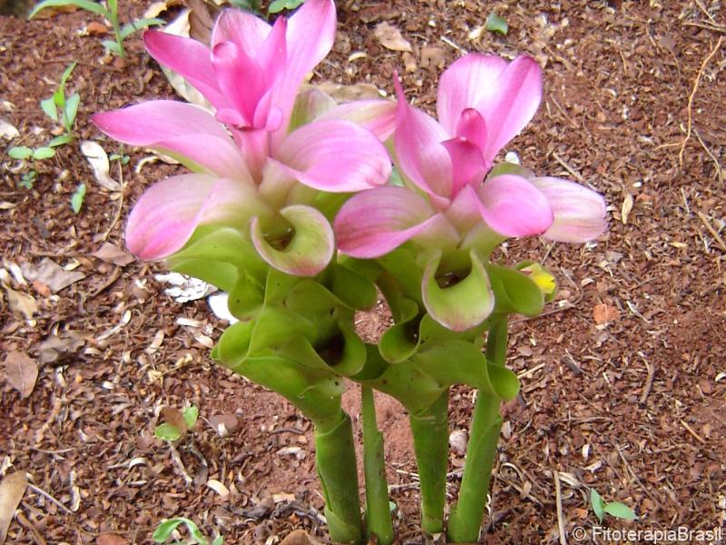 Flor